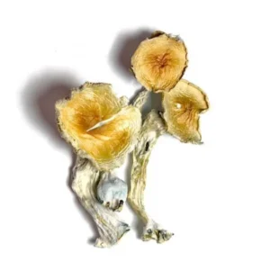 Blue Meanie Mushrooms