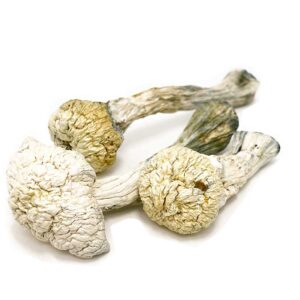 Albino Avery Mushrooms UK