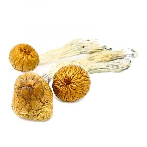 Cambodian Magic Mushrooms UK