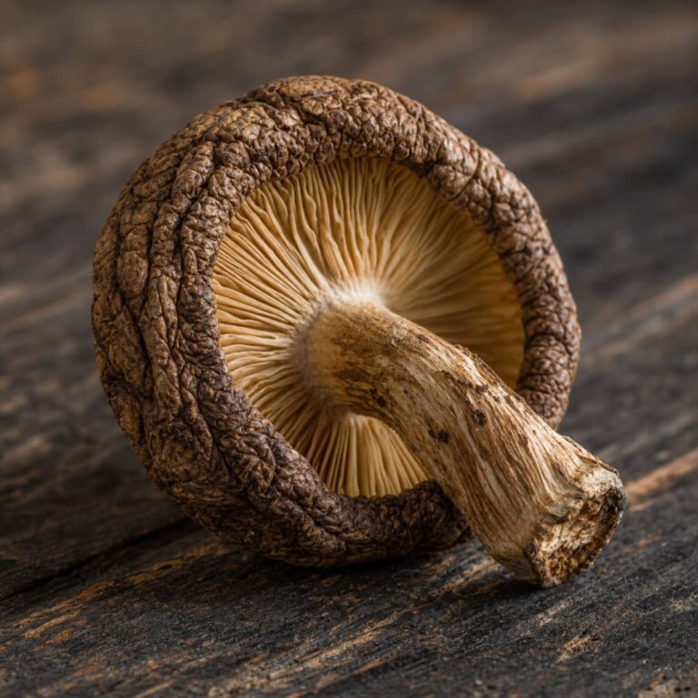 Dried Mushrooms