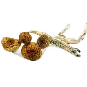 Blue Angels Magic Mushrooms UK