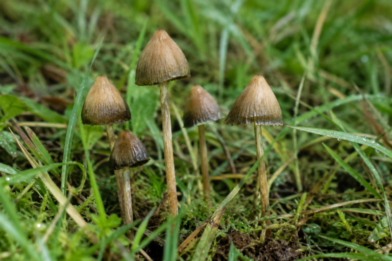 where to find liberty caps near me